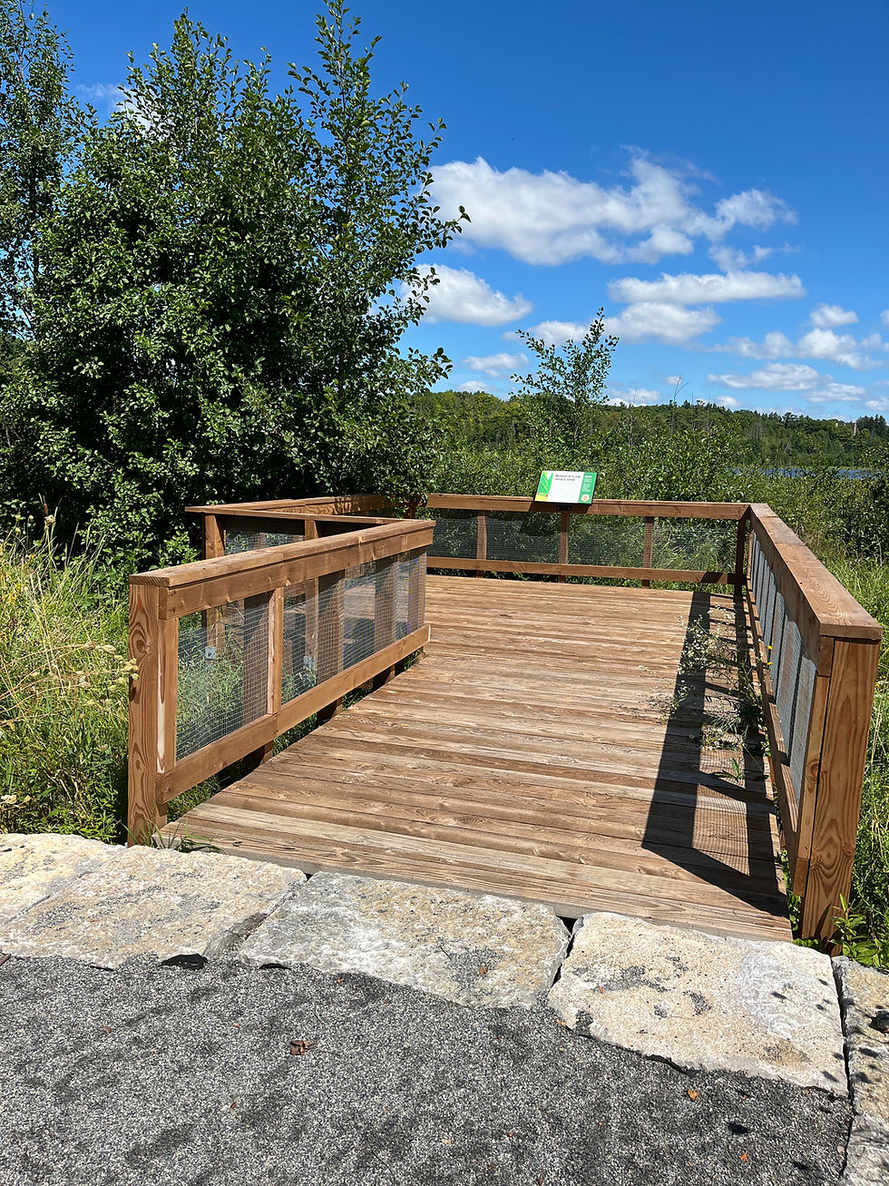 Path overlook faces a forest of trees.