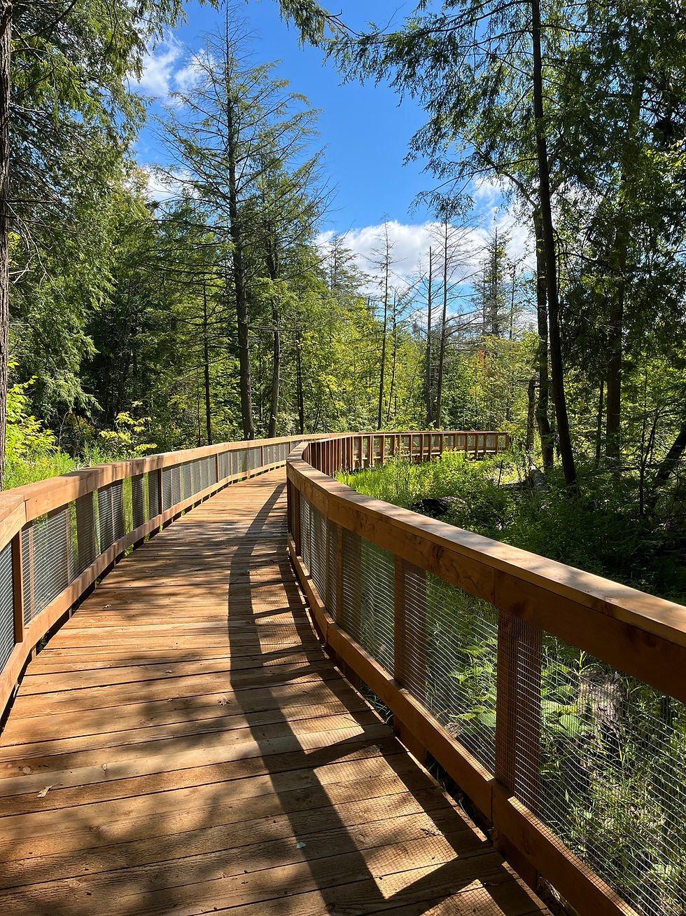 Wooden boardwalk curves right into the trees.
