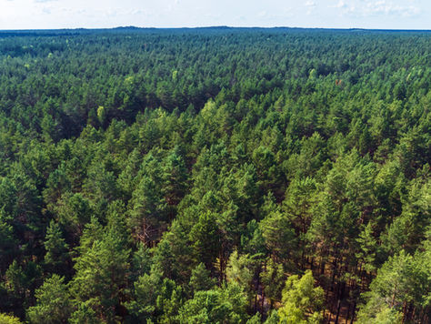 Becoming a Carbon Neutral Business 